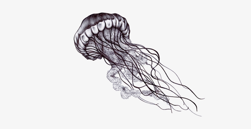 Clip Free Download Image Result For Tattoo Art Ideas Black And White Jellyfish Free Transparent Png Download Pngkey