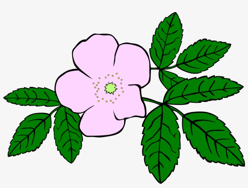 Prickly Wild Rose Drawing Download Flower Watercolor - Clip Art Wild Flower, transparent png #25409