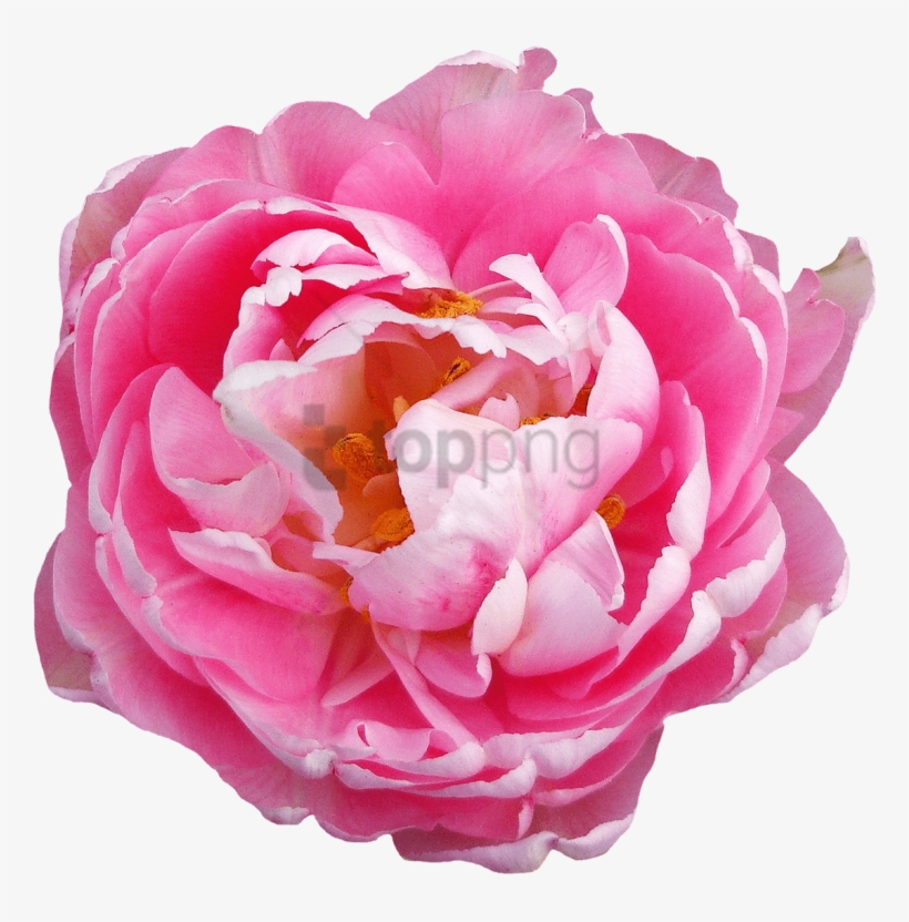 Free Pink Flowers Transparent Background, Download Free Pink