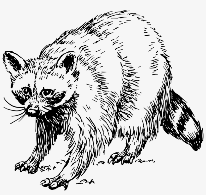 Baby Raccoon Giant Panda Squirrel Drawing Raccoon Clipart Black And White Free Transparent Png Download Pngkey