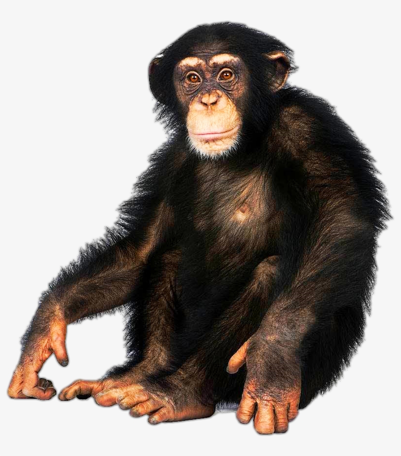 Chimpanzee Monkey On White Background Free Transparent Png Download Pngkey