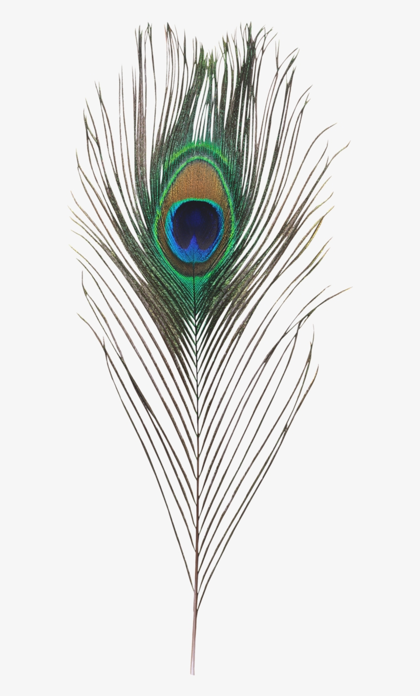 Single Peacock Feathers Png Hd - Generous Man: How Helping Others