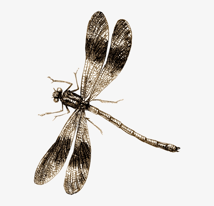 Drawn Bugs Dragonfly - Vintage Dragonfly Illustration - Free ...