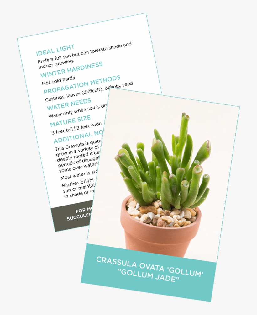 Downloadable Succulent Information And Id Card - Jade Plant - Free ...