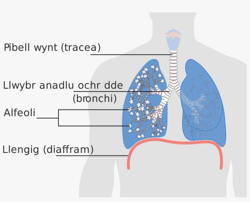 Open - Alveolus Lung Png - Free Transparent Png Download - Pngkey