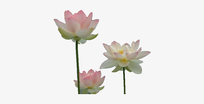 Drawing Chinese Water Lily - Water Lilies Transparent, transparent png #2161365