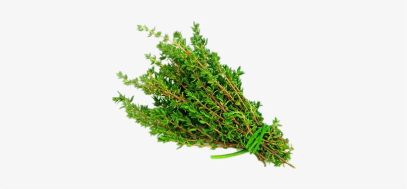 Thyme - Thyme Leaves In Malayalam, transparent png #2175194