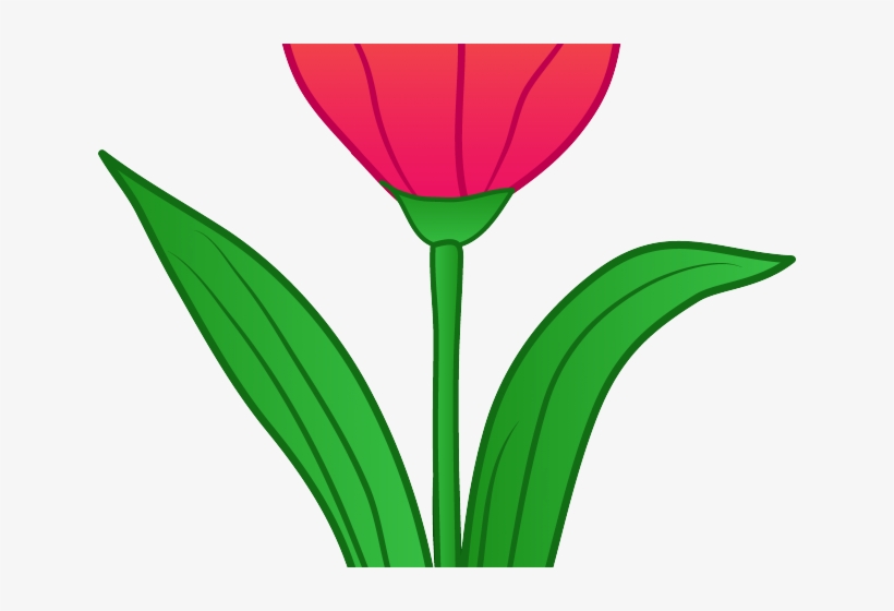 Tulip Clipart Tulip Flower - Clip Art - Free Transparent PNG Download ...