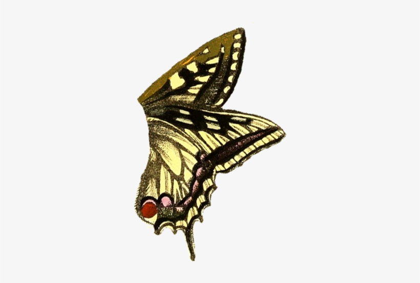 roblox free butterfly wings