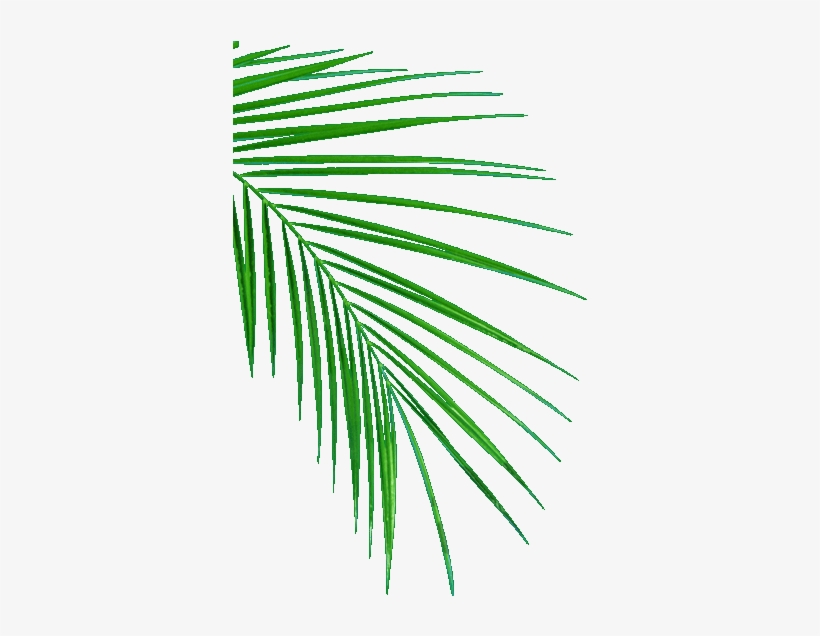 Palm Leafs - Oil Palm Leaf Sampling, transparent png #228815