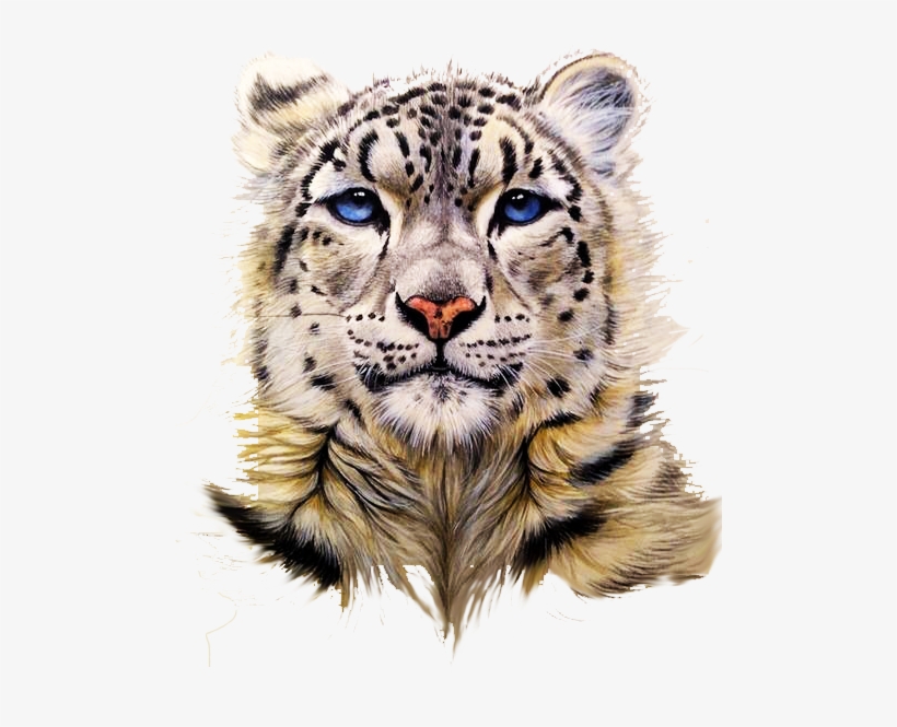 Download Snow Leopard Tiger Clouded Leopard Painting Snow Leopard Head Drawing Free Transparent Png Download Pngkey