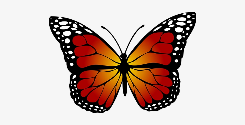 Monarch Butterfly Clipart Real Monarch Butterfly Clipart