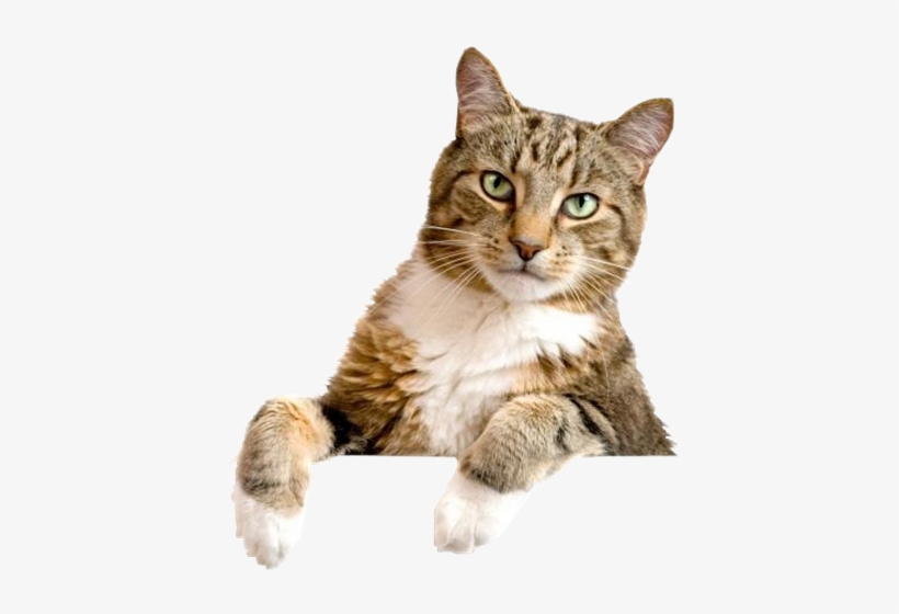 Desenho Gato Png - Free Transparent PNG Download - PNGkey