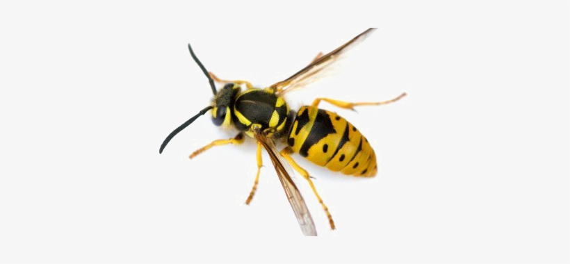 Wasp Png Image - Bee Yellow Jacket, transparent png #2319806