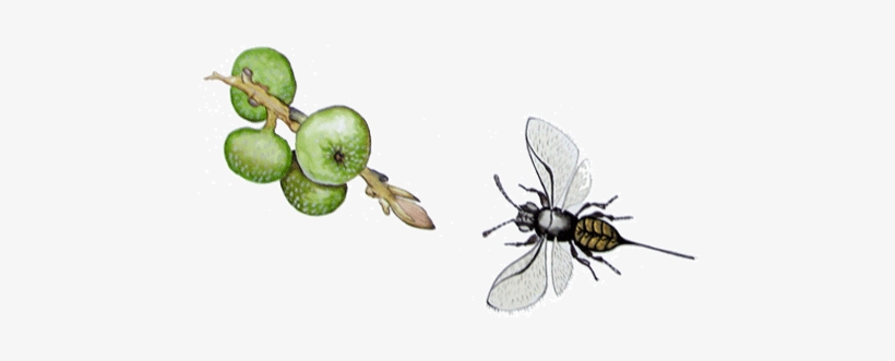 Wasp Illustrated - Wasp, transparent png #2319934