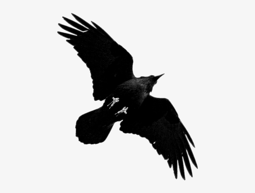 Tumblr Mxup14zilb1s0pvf5o1 500 - Raven Png - Free Transparent PNG ...