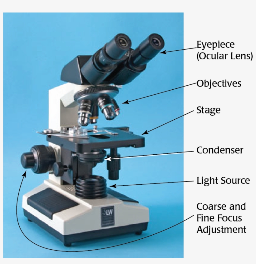 Labeled Microscope - 2 Eyepiece Microscope - Free Transparent PNG ...