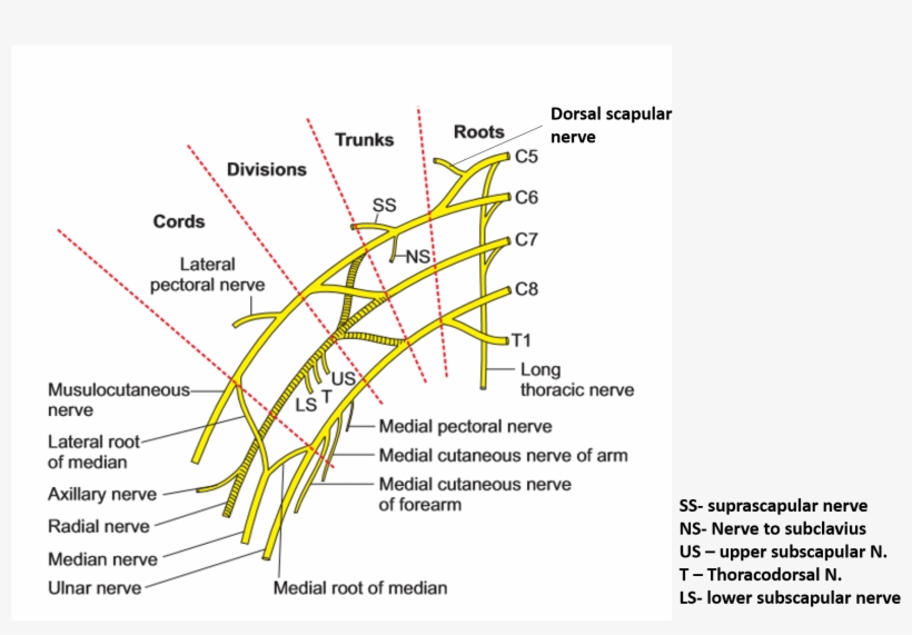 Brachial Plexus On Transparent - Free Transparent PNG Download - PNGkey