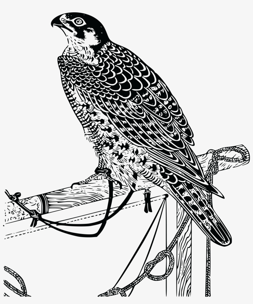 Coopers Hawk Clipart Falcon Falcon Free Bird Drawing