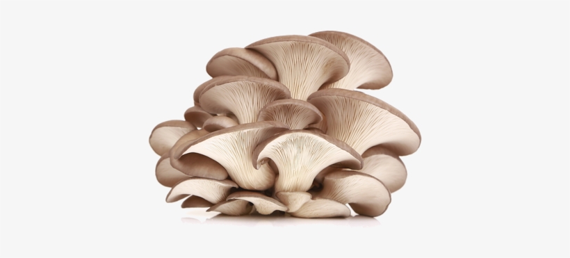 Oysterís Name Refers To The Broad Oyster Shaped Caps - Oyster Mushroom Powder Benefits, transparent png #246110