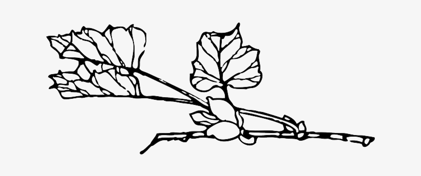 Outline, Tree, Flower, Branch, Plant, Vine, Bush, Shrub - Plant Black And White Transparent, transparent png #249064