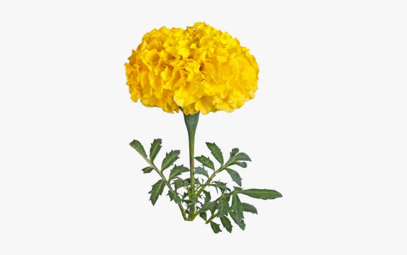 hd marigold yellow flowers free transparent png download pngkey hd marigold yellow flowers free