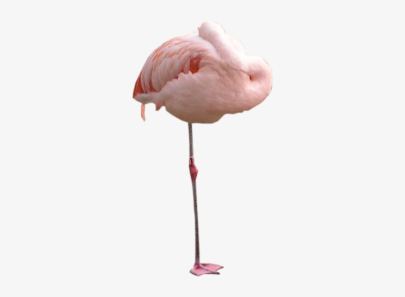 Flamingo Png Texture - Flying Flamingo Png Transparent, transparent png #259527