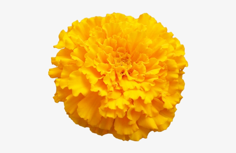 Birth Flowers, Love Flowers, Transparent Flowers, Marigold - Marigold ...