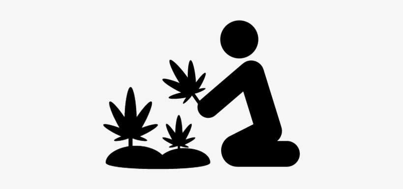 Marijuana Plants Vector - Marihuana Icono Png - Free Transparent PNG ...