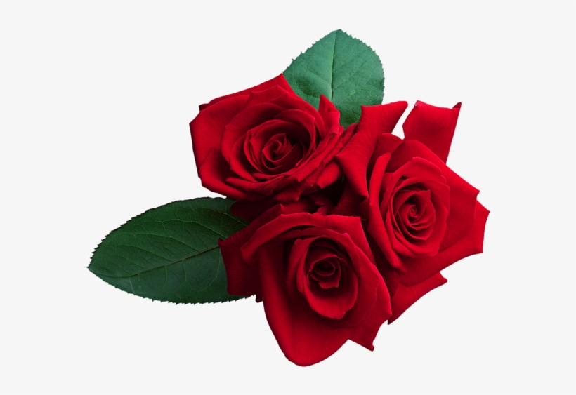 Red Roses Png Clipart Image - Rosa Roja En Png - Free Transparent PNG  Download - PNGkey