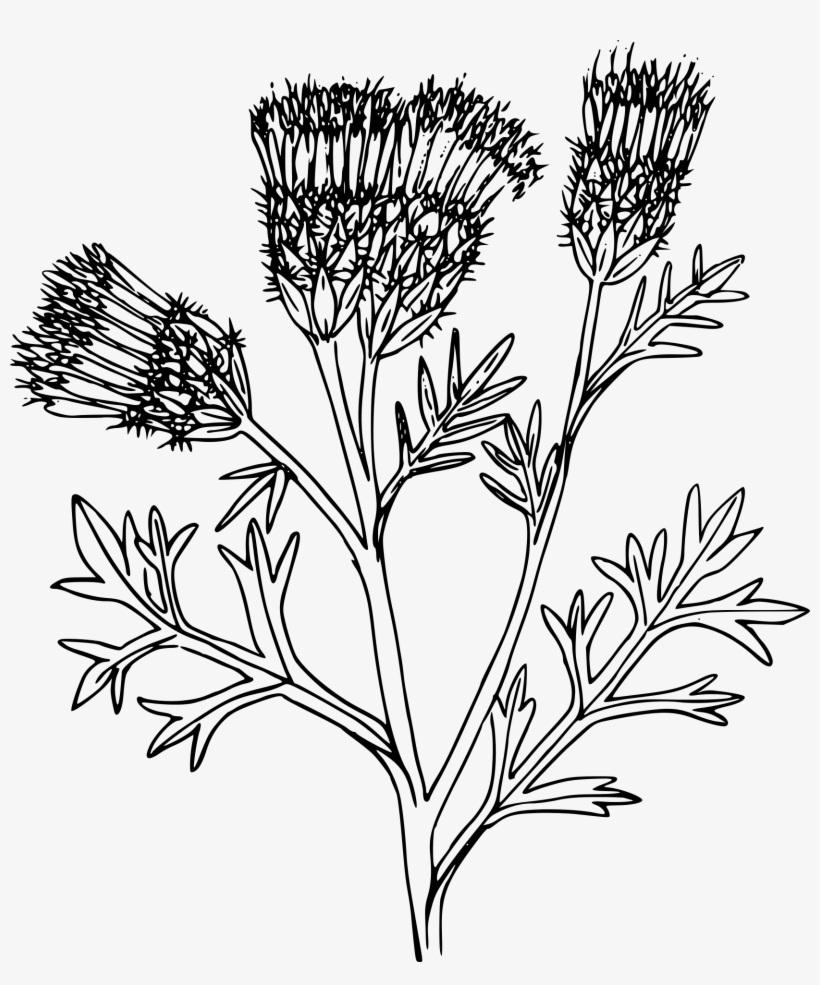 Thistle At Getdrawings Com Free For Personal - Portable Network Graphics, transparent png #2683342