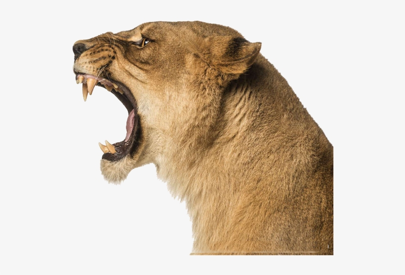 lion side face