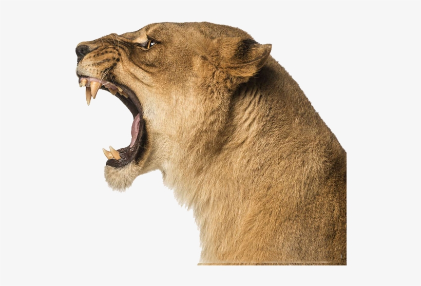 Roaring Lion Side Profile