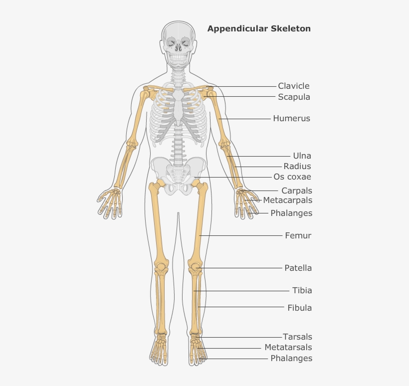 Introduction To The Skeletal System - Illustration - Free Transparent ...