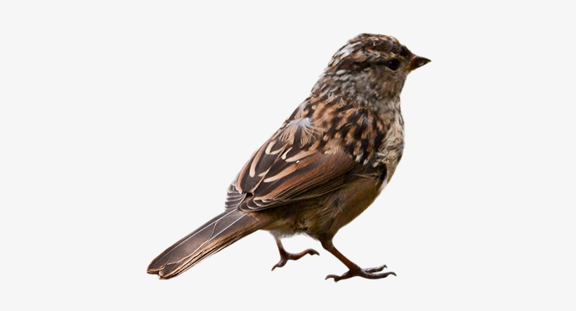 ie sparrow sparrow png free transparent png download pngkey ie sparrow sparrow png free