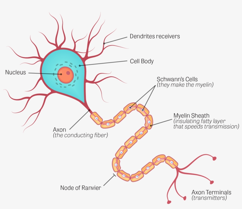 Diagram Unlabeled Neuron