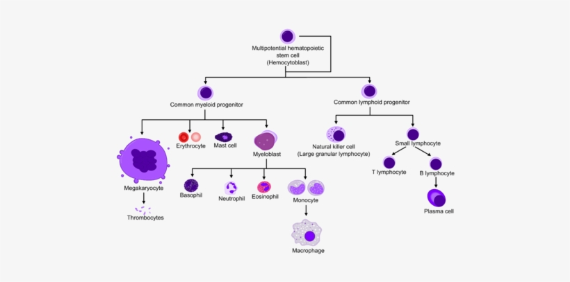 Differentiation Of Red Blood Cell Edit Lymphocytes Vs Neutrophils Free Transparent Png Download Pngkey