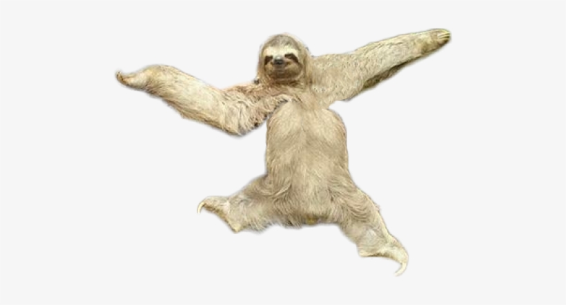 Sloth Png Transparent Images - Sloth Png - Free Transparent PNG