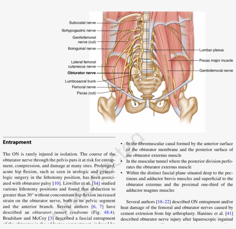 2 Anatomy Of The Pelvic Nerves 48 Obturator Nerve Entrapment ...