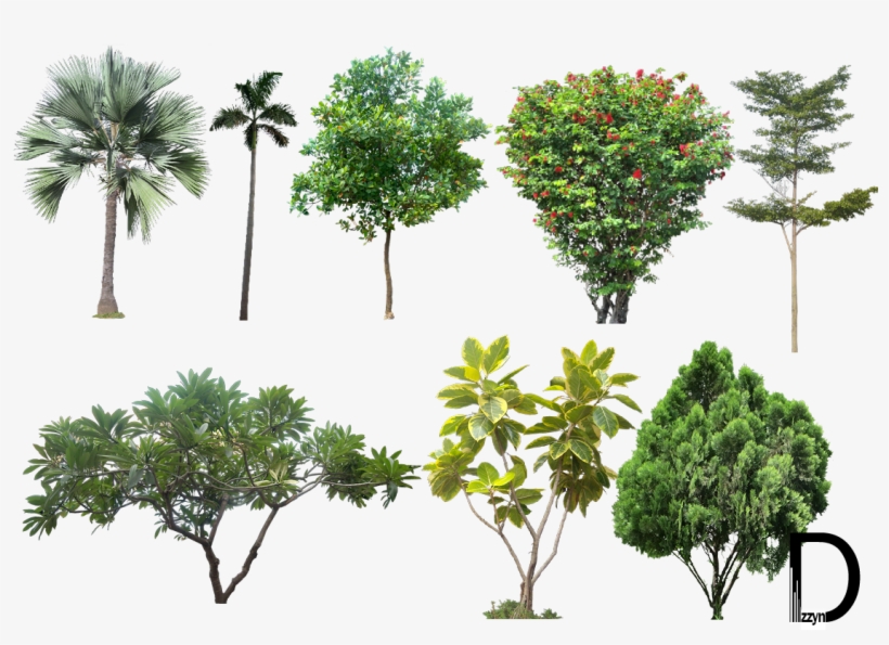 20 Tree Png Images For Architecture, Landscape, Interior - High Resolution Trees Png, transparent png #30054