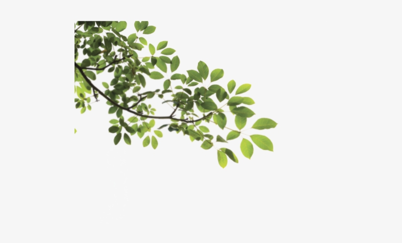 Branch Png - Tree Branch Png, transparent png #36336