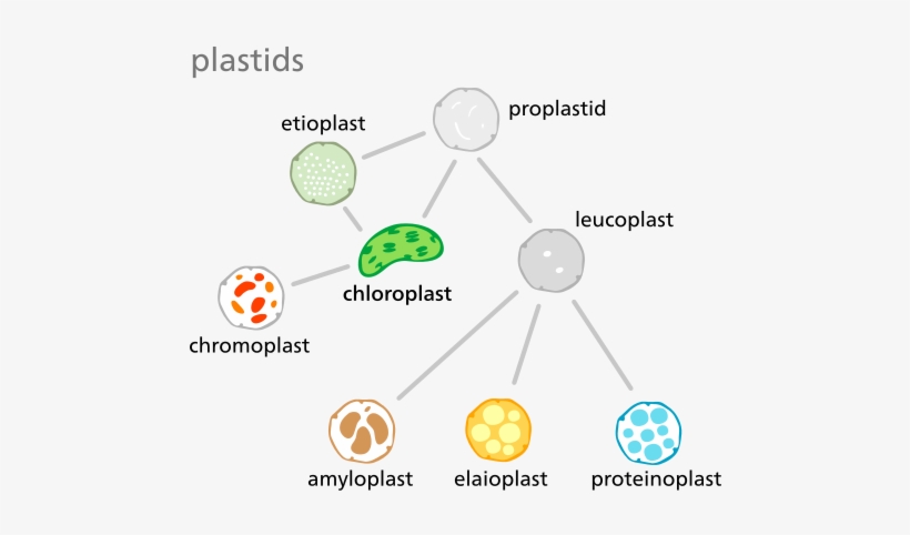 image-visual-chloroplast-chloroplast-meaning-in-urdu-free-transparent-png-download-pngkey