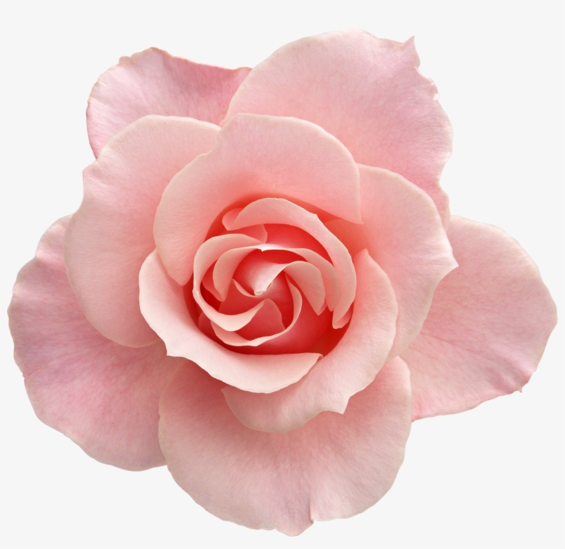 Tumblr Transparent Flowers Rose - Flower With No Background - Free
