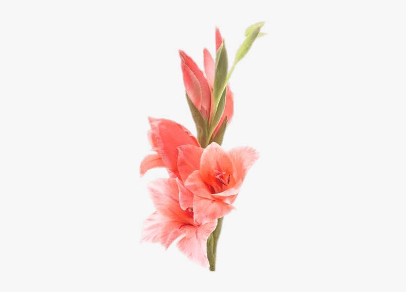 Gladiolus Gladiolus Flower Free Transparent Png Download Pngkey