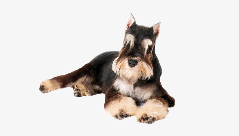 perro schnauzer png free transparent png download pngkey perro schnauzer png free transparent