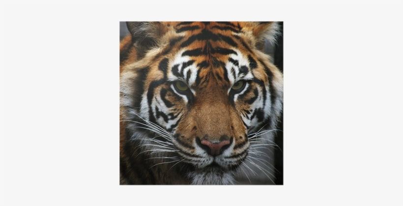 Toronto Zoo - Free Transparent PNG Download - PNGkey