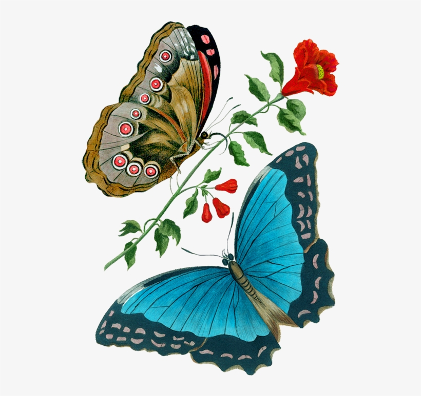 Image Du Blog Zezete2 - Wandbild Azurblauer Schmetterling Magnolia Box, transparent png #3186173