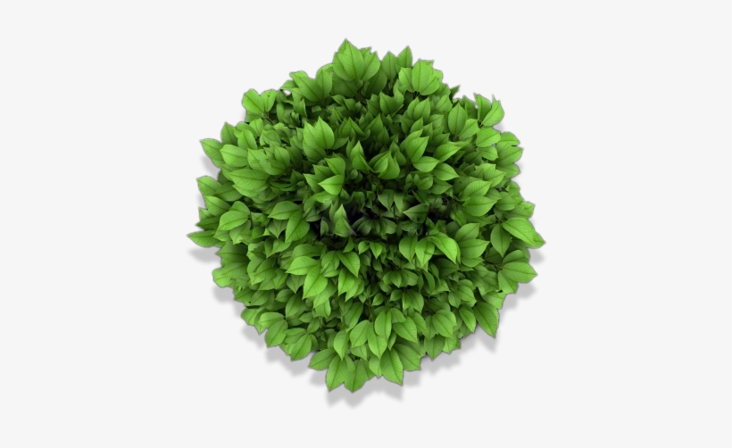 plants top view png