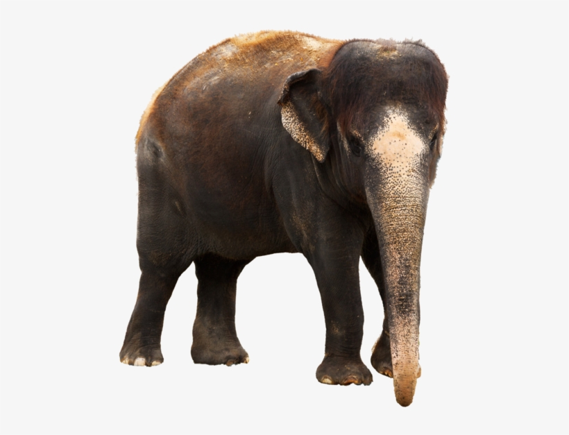 Indian Elephant png download - 2424*2510 - Free Transparent
