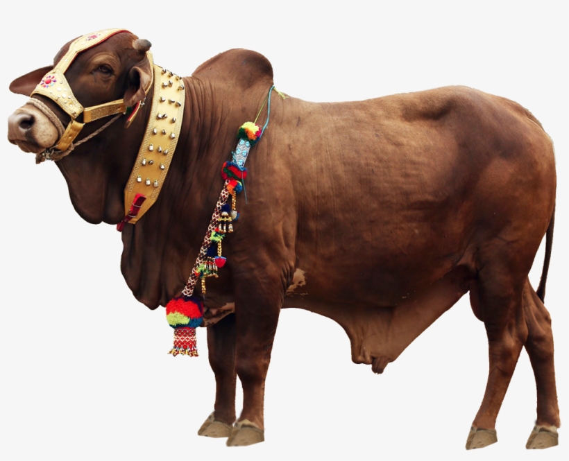 cow png images